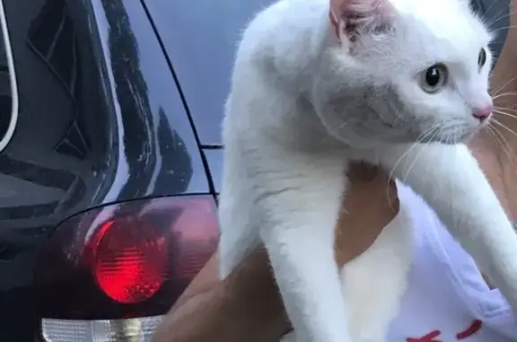 Найдена белая кошка возле дома на Молодой Гвардии 68, Брянск