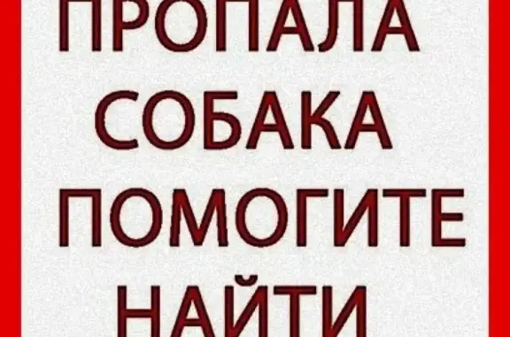 Пропал кобель на улице Урицкого, вознаграждение за находку!