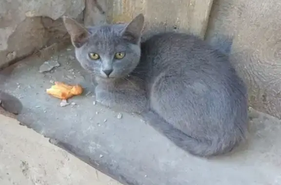 Найдена кошка на ул. Тихвинской в Самаре