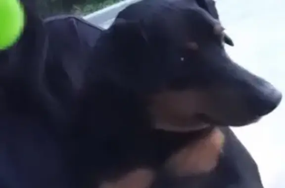 Пропала собака в Ставрополе на Новосибирском проезде