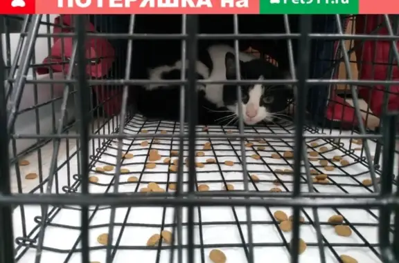 Найден кот в Сосногорске, Республика Коми