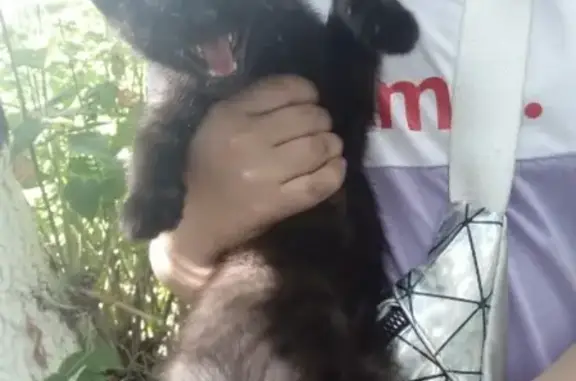 Найдена черная кошка возле детского сада в Набережных Челнах