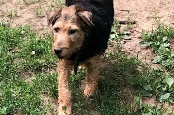 Найдена собака, Москва, фото: Найдена собака возле дома 19к3 на Нагорной улице