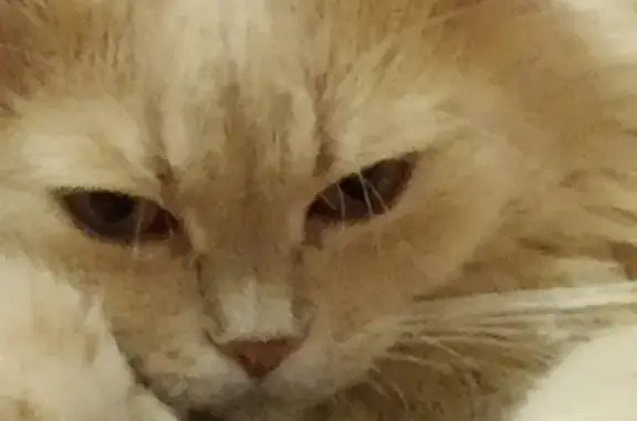 Пропала кошка в Витебске, Беларусь - photo