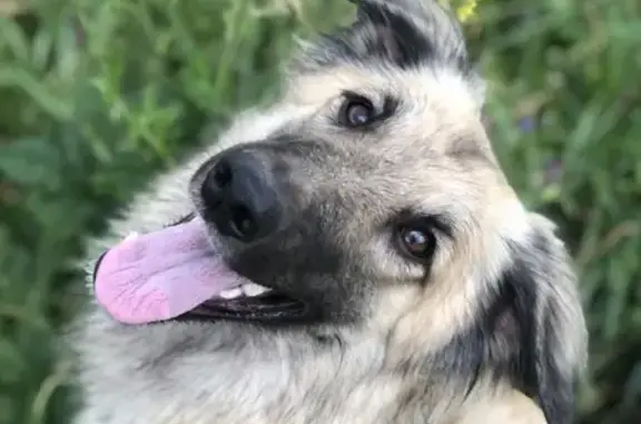Пропала собака Брюша в Пензе
