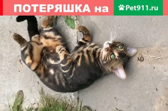 Пропала кошка Кот, Южное Бутово, Москва