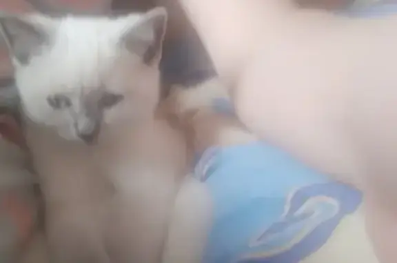 Пропала шотландская кошка в Ростове-на-Дону.