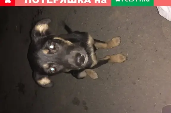 Найдена собака в Хабаровске, ищем хозяина