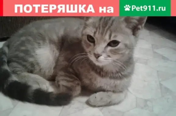 Найдена кошка в лесу возле Истры, Московская область