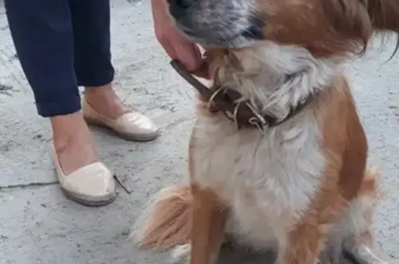 Найдена собака в Ростове-на-Дону, ищем хозяев!