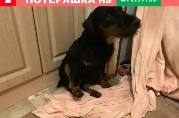 Найдена собака на Матвеевской, Москва
