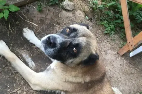 Собака с Ушами и Хвостом, Знающая Команды, Найдена в Жуковском Районе