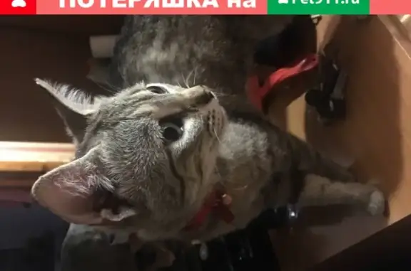 Пропала кошка с ошейником в Ворошиловском районе