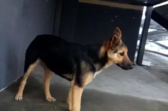 Собака ищет дом в Тюмени на ул. Суходольской