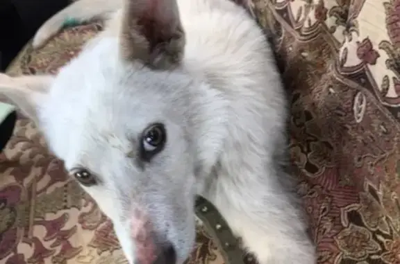 Найдена мальчик-собака в Воронеже!