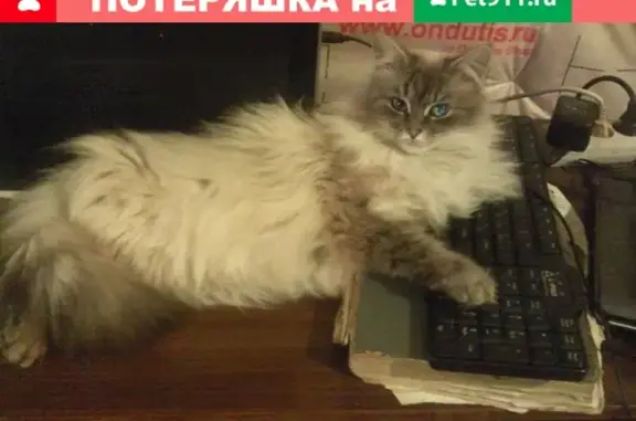 Пропала кошка в Новоселье, Ленобласть, Россия