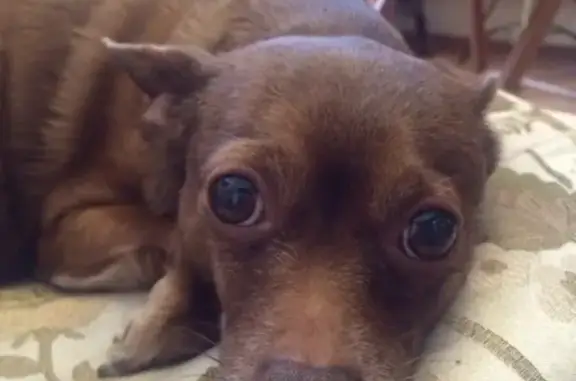 Собаки потеряшки, Калининград, фото: Потеряшка собака на ул. А. Невского, вознаграждение 10000 руб.