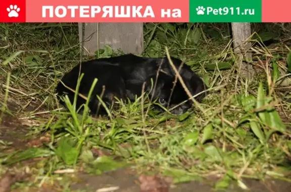 Пропала собака на Некрасовской, Владивосток