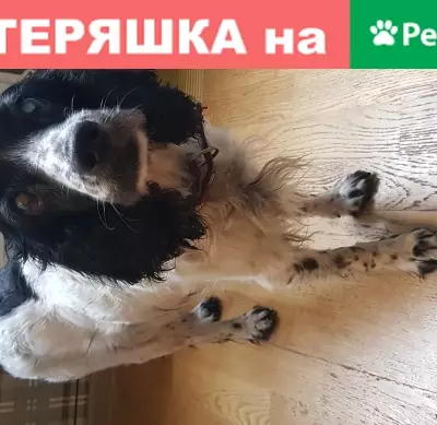 Найдена собака в СПб, метро Технологический институт!