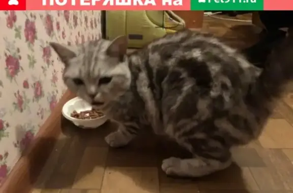 Найдена молодая кошка породы британец в Набережных Челнах
