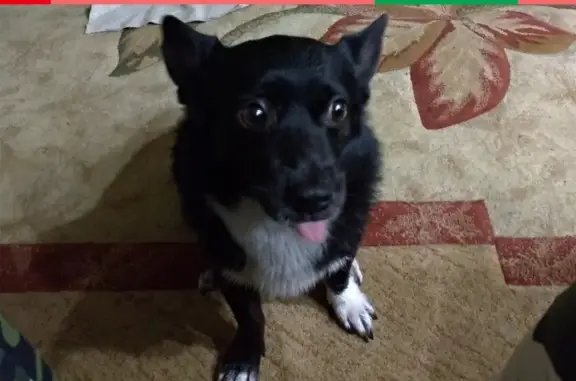 Собаки потеряшки, Архангельск, фото: Потеряшка собака Бим на ул. Попова, Архангельск