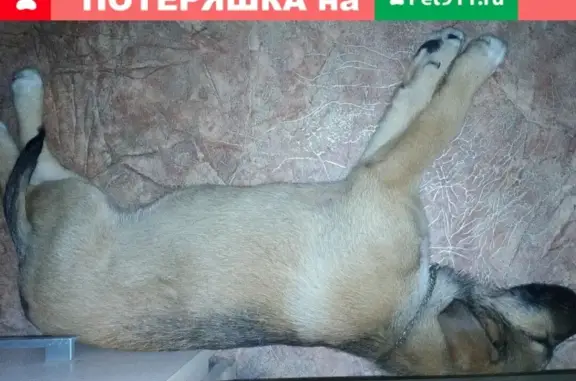 Найден щенок на Камской 13 в Перми