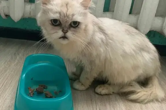 Найдена кошка на Кипарисовой 4 во Владивостоке