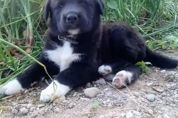 Пропал щенок Тайсон на ул. Кузнечной 9, г. Черняховск, Калининградская область