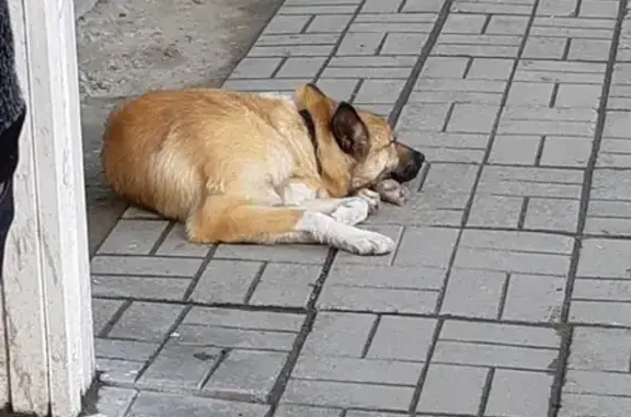 Найдена собака на остановке Верхняя Пышма