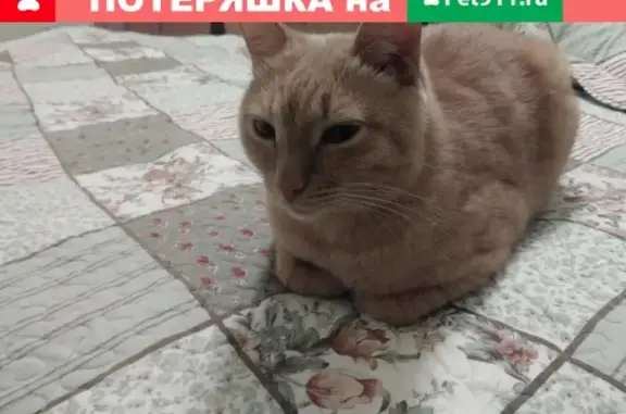 Кошки потеряшки, Новосибирск, фото: Потеряшкаи два кота в Октябрьском районе, ул. Стофато, д.1