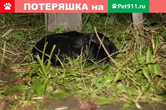 Пропала собака во Владивостоке на Некрасовской, кличка Нафаня.
