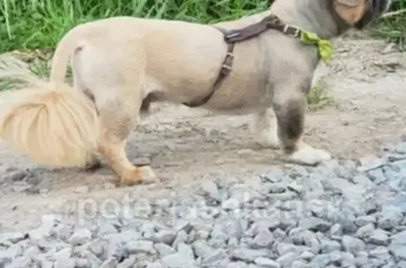 Пропала собака Ратик в СНТ Пенсионер, Новосибирск