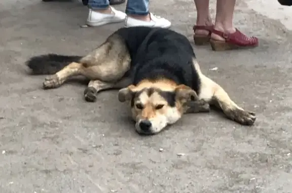 Найден красивый собакен в районе Тюмени