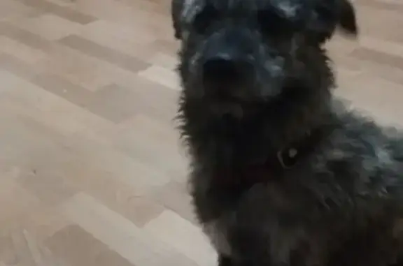 Найден щенок в Калининграде с ошейником