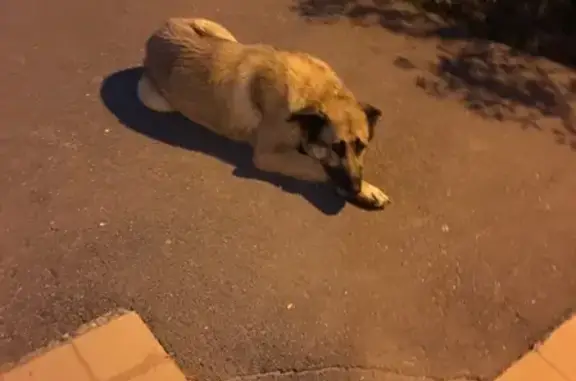 Найдена собака в Санкт-Петербурге, Приморский район