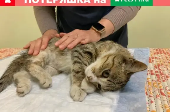 Найдена кошка в СПб, Фрунзенском районе