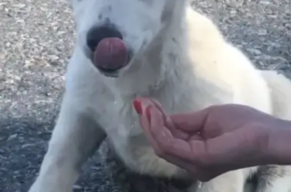 Найдена собака в Барнауле, Алтайский край, Россия