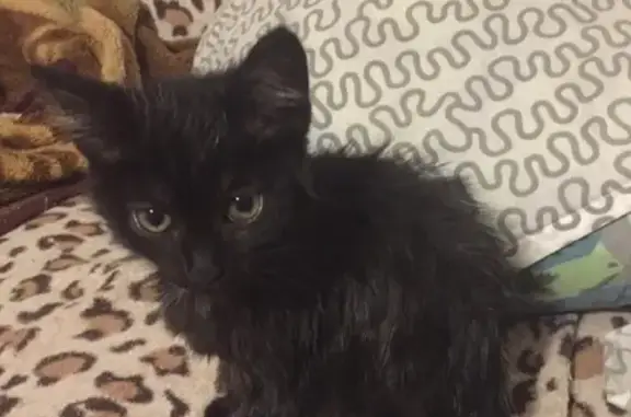 Найден черный котенок на Эскадронной