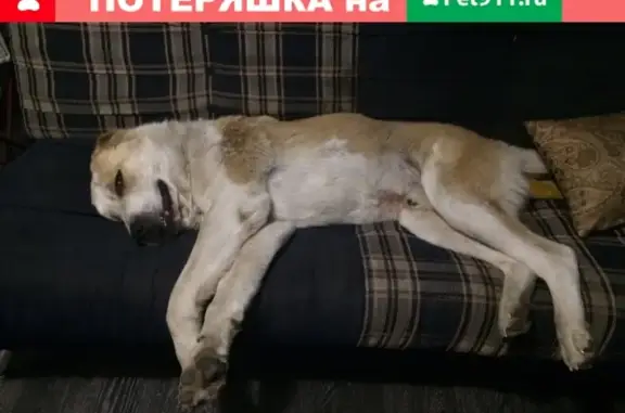 Пропала собака в Заволжье, ищем друга!