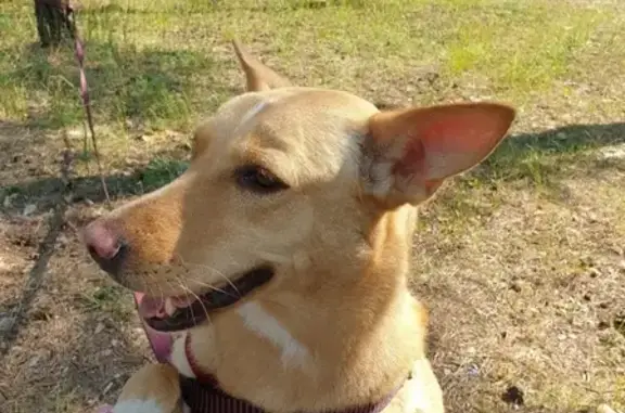 Собаки потеряшки, Нижний Новгород, фото: Потеряшка собака Марта в 7-м микрорайоне, Нижний Новгород.