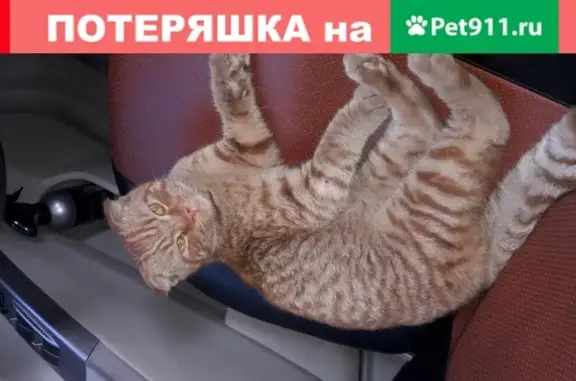 Найден домашний котик скотиш-филда в Хабаровске