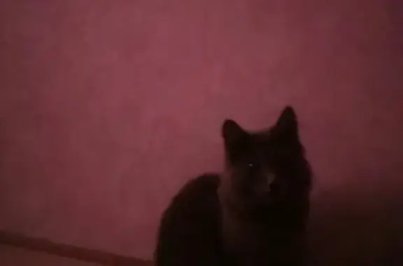 Пропала кошка в Тверской области, вознаграждение.