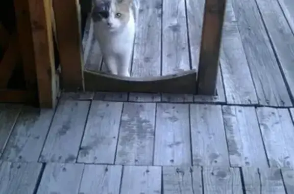Потерянные животные Набережные Челны, фото: Пропала кошка в СНТ 