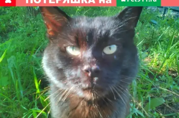 Найдена кошка в Екатеринбурге на ул. Большакова, 13