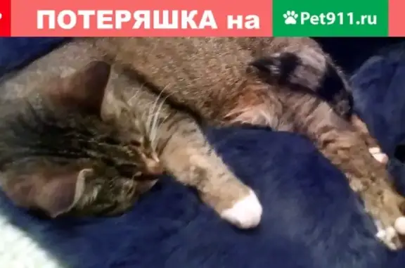 Пропала кошка Моня в районе Маркова 31-33, Сыктывкар.