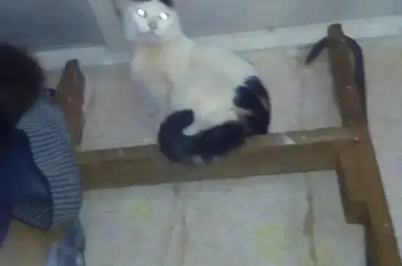 Пропала кошка Муся в Сыктывкаре