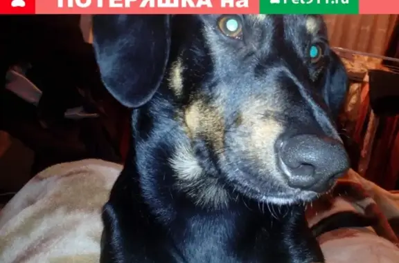Пропала собака Савва в районе Фетровой
