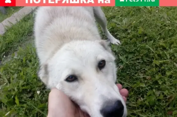 Найдена собака в Ельне, ищем владельца