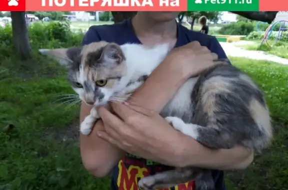 Найдена кошка возле дома Ломоносова 87