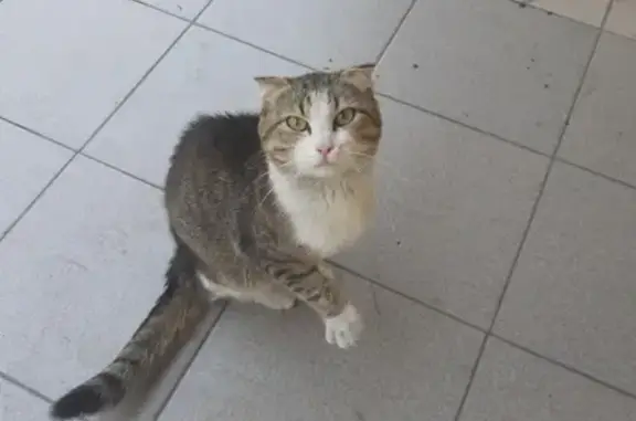 Найден кот в районе Пушкина, Абакан.